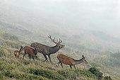 Red deer (Cervus elaphus), Large stag braming among hinds on a foggy day, 1700m altitude, Haute-Garonne, France.
