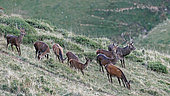 Red stag (Cervus elaphus), Big stag watching "his" hinds on a foggy day, 1700m altitude, Haute-Garonne, France.