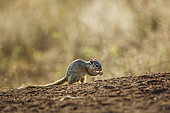 Smith bush squirrel (Paraxerus cepapi) eating seads on the ground in Kruger National park, South Africa