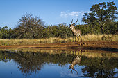 Common Waterbuck (Kobus ellipsiprymnus) majestic horned male along waterhole with reflection in Kruger National park, South Africa