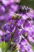 Honey Bee (Apis mellifera) feeding on flowering Wallflower (Erysimum sp.) 'Winter Joy', Gard, France