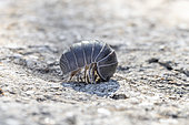 Pill woodlice (Armadillidium sp.) unrolling, Bouches-du-Rhone, France