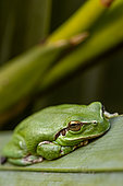 Mediterranean tree frog (Hyla meridionalis) resting on a leaf, Bouches-du-Rhône, France