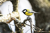 Great tit (Parus major) on a branch, France