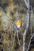 European robin (Erithacus rubecula) on a branch, France