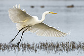 Great Egret (Ardea alba) taking flight, Camargue, France