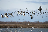 Lapwing (Vanellus vanellus) in flight, Camargue, France