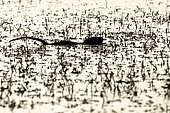 Coypu (Myocastor coypus) in water, Camargue, France