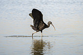 Glossy Ibis (Plegadis falcinellus) walking in the water, Camargue, France