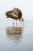 Glossy Ibis (Plegadis falcinellus) in the water, Camargue, France