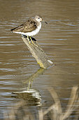 Green Sandpiper (Tringa ochropus), Camargue, France