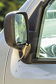 Great tit (Parus major) interacting with its reflection in a rearview mirror, France