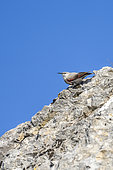 Wall creeper (Tichodroma muraria), Mont Gaussier, Alpilles, Saint-Rémy-de-Provence, France