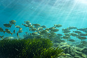 Salemas (Sarpa salpa), Cerbère-Banyuls Reserve, Mediterranean Sea, France