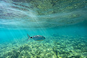 Saddled seabream (Oblada melanura), Cerbère-Banyuls Reserve, Pyrénées Orientales, France, Mediterranean Sea