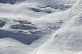 Herd of Marco Polo bighorn sheep (Ovis ammon) on glacier, Naryn, Kyrgyzstan