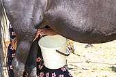 Milking mares in Son-kul, Kochkor, Naryn, Kyrgyzstan