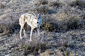 Tibetan wolf (Canis lupus chanco), Kemin, Chui, Kyrgyzstan