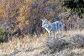 Tibetan wolf (Canis lupus chanco), Kemin, Chui, Kyrgyzstan