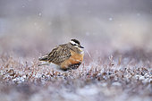 Eurasian Dotterel (Charadrius morinellus) under snow in spring on the Varanger high plateau in Norway
