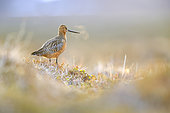 Bar-tailed godwit (Limosa lapponica), on the tundra vegetation of the Varanger plateau, Norway