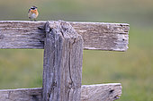 Winchat (Saxicola rubetra) male in breeding plumage posted on an old wooden fence