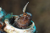 Tentacled blenny (Parablennius tentacularis). Buoy site. The sea lion. Saint Raphaël. Var. France