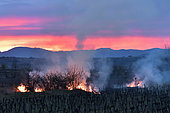 Unsupervised ecoburning of a wasteland in the middle of vineyards, Magalas, Hérault, France