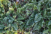 Common Stork's Bill (Erodium cicutarium) covered in frost in the early morning, Hérault, France