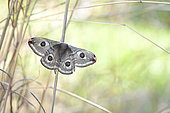 Emperor moth (Saturnia pavonia) female on a grass stem, Hérault, France