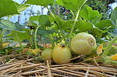 Lemon cucumber in the vegetable garden - Cucumis sativa 'Lemon' - France