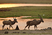 Greater kudu (Tragelaphus strepsiceros) males at sunset in front of the Chobé River, Botswana, September
