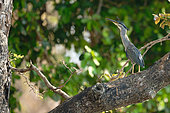 Striated Heron (Butorides striatus) in a tree on the banks of the Chobe River in Botswana in September