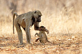 Female chacma baboon (Papio hamadryas ursinus) and her young in Chobé National Park, Botswana