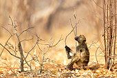 Baboon chacma (Papio hamadryas ursinus) in Chobé National Park, Botswana