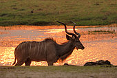 Greater Kudu (Tragelaphus strepsiceros) at sunset on the banks of the Chobé River in Botswana in September