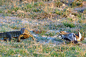 Stone-curlew (Burhinus oedicnemus) protecting its nest from predation by a Nile Monitor (Varanus niloticus), banks of the Chobé River, Botswana