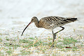 Eurasian Curlew (Numenius arquata) in Chobé National Park, Botswana, September