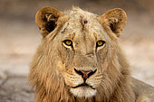 Portrait of a male lion (Panthera leo), Savuti Savannah, Botswana, September