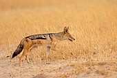 Black-backed jackal (Canis mesomelas) in the Savuti savannah, Botswana