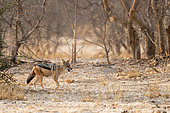 Black-backed jackal (Canis mesomelas) in the Savuti savannah, Botswana