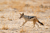 Black-backed jackal (Canis mesomelas) running in the Savuti savannah, Botswana