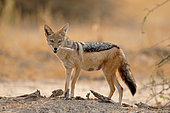 Black-backed jackal (Canis mesomelas) eating in the Savuti savannah, Botswana