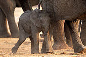 African savanna elephant (Loxodonta africana) A baby elephant snuggles up to its mother in the Savuti reserve in Botswana in September.