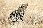 Leopard (Panthera pardus) in the grass of the Savuti reserve in Botswana in September
