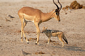 Black-backed Jackal (Canis mesomelas) and Impala (Aepyceros melampus) in the Savuti savannah of Botswana in September