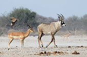 Red-headed antelope (Hippotragus equinus) and Impala (Aepyceros melampus) in Botswana's Savuti reserve in September
