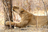 Lioness (Panthera leo) smelling the urine of other lions in the Savuti reserve, Botswana, September
