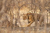Lioness (Panthera leo) in the Savuti forest, Botswana in September