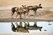 Wild Dogs (Lycaon pictus) at a waterhole in the Savuti Game Reserve, Botswana